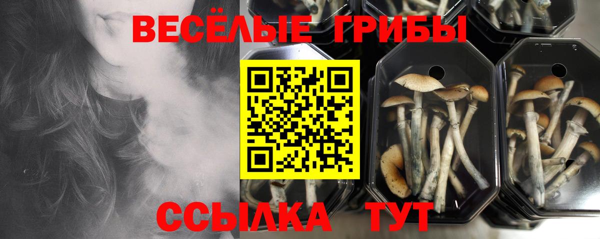 Псилоцибиновые грибы Psilocybine cubensis  Вход с VPN  Нижнекамск 